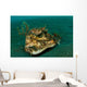 Orbicular Burrfish Resting Old Wall Decal