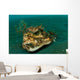 Orbicular Burrfish Resting Old Wall Decal