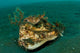 Orbicular Burrfish Resting Old Wall Decal