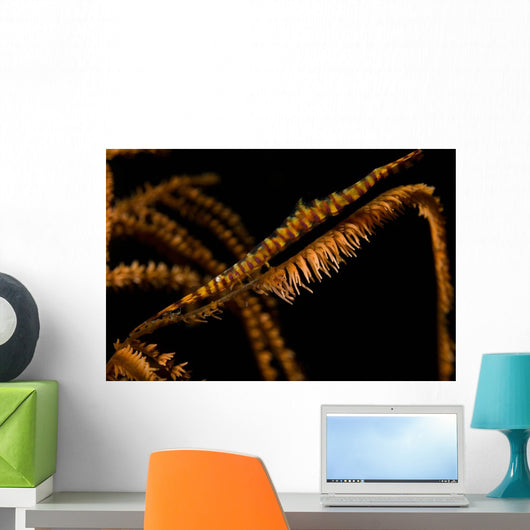 Banded Sawblade Shrimp Black Wall Decal