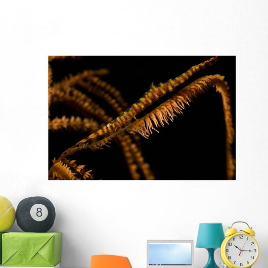 Banded Sawblade Shrimp Black Wall Decal