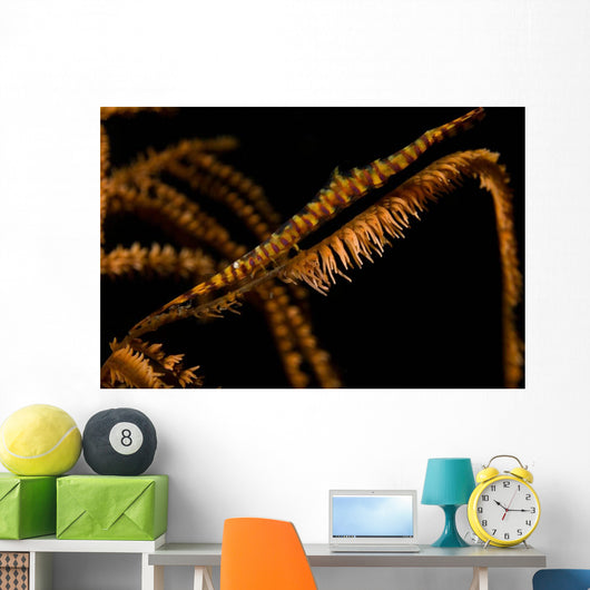 Banded Sawblade Shrimp Black Wall Decal