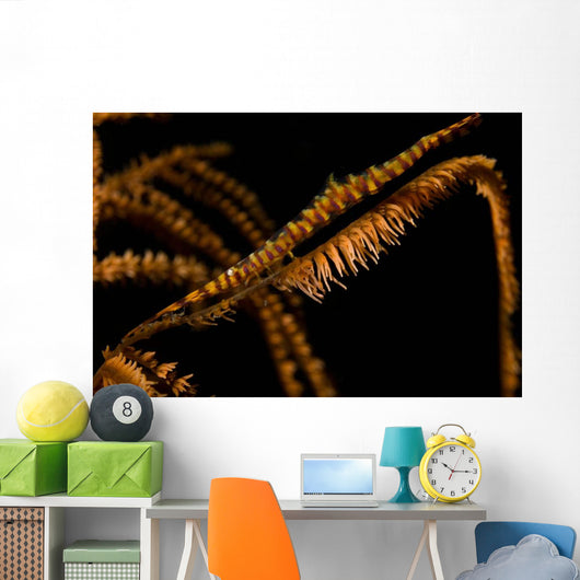 Banded Sawblade Shrimp Black Wall Decal