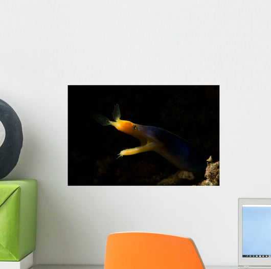 Blue Ribbon Eel Portrait Wall Decal