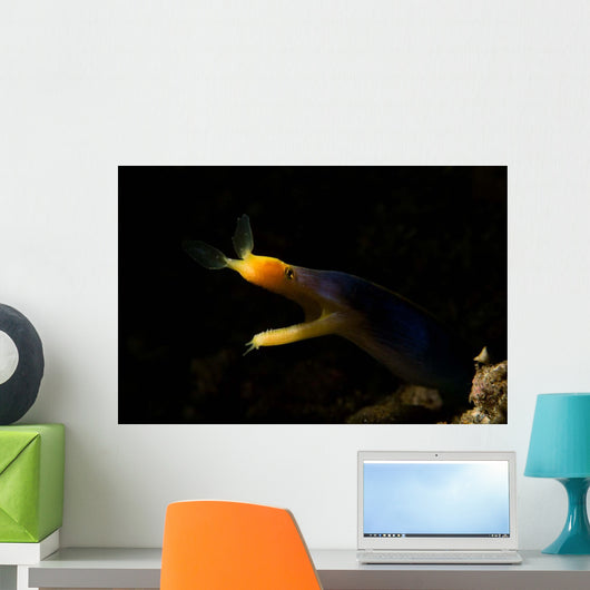 Blue Ribbon Eel Portrait Wall Decal