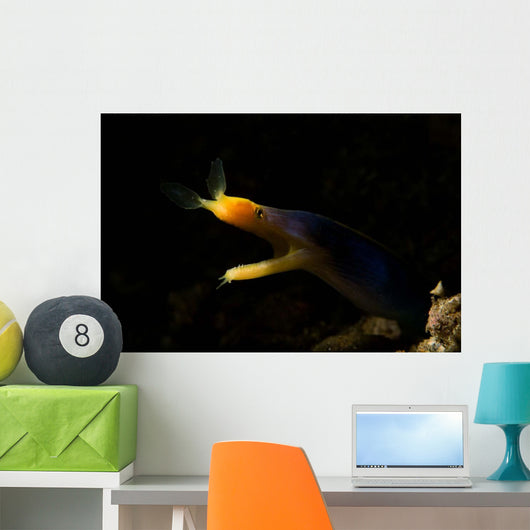 Blue Ribbon Eel Portrait Wall Decal