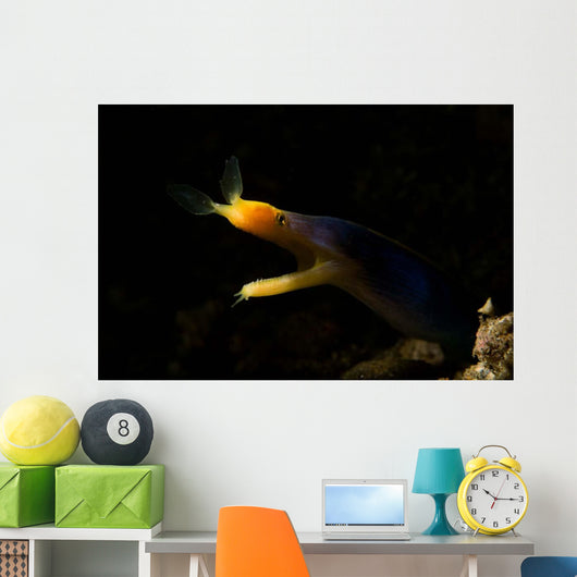 Blue Ribbon Eel Portrait Wall Decal