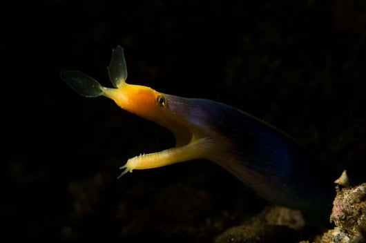 Blue Ribbon Eel Portrait Wall Decal