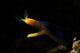Blue Ribbon Eel Portrait Wall Decal