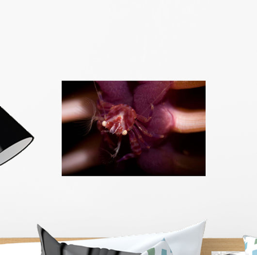 Four Lobed Porcelain Crab Wall Decal Design 2
