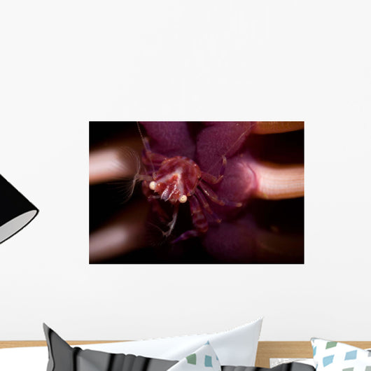 Four Lobed Porcelain Crab Wall Decal Design 2