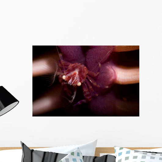 Four Lobed Porcelain Crab Wall Decal Design 2