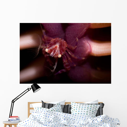 Four Lobed Porcelain Crab Wall Decal Design 2