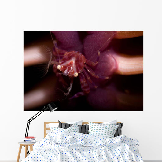 Four Lobed Porcelain Crab Wall Decal Design 2