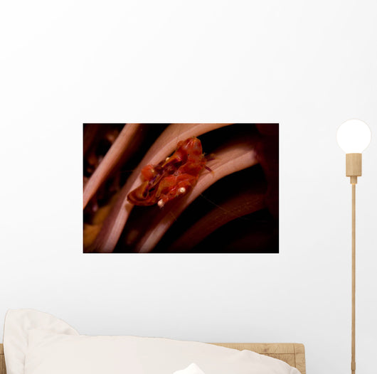 Pair Mating Four Lobed Wall Decal