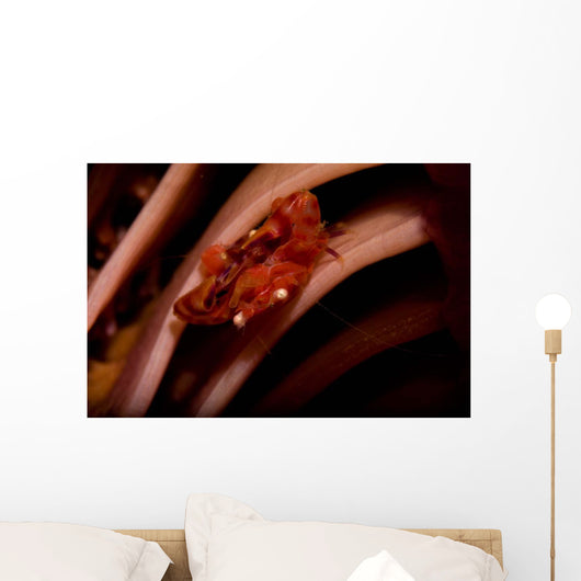 Pair Mating Four Lobed Wall Decal
