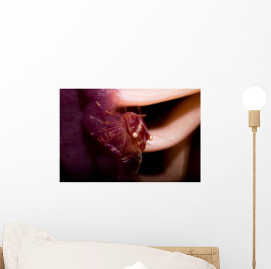 Four Lobed Porcelain Crab Wall Decal Design 1