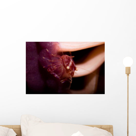 Four Lobed Porcelain Crab Wall Decal Design 1