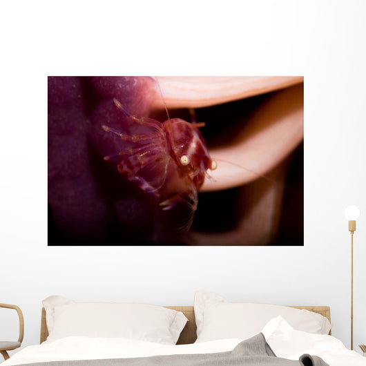 Four Lobed Porcelain Crab Wall Decal Design 1