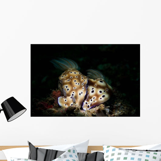 Pair Risbecia Tryoni Nudibranches Wall Decal