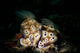 Pair Risbecia Tryoni Nudibranches Wall Decal