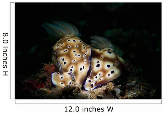 Pair Risbecia Tryoni Nudibranches Wall Decal