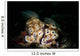 Pair Risbecia Tryoni Nudibranches Wall Decal