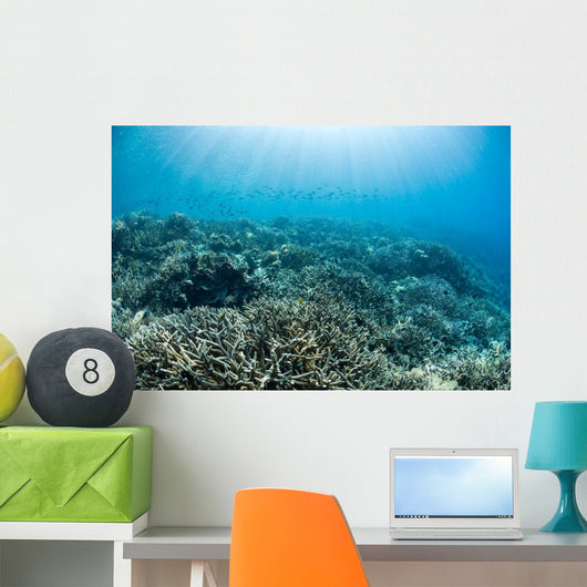 Hard Coral Reef with Wall Decal Design 3
