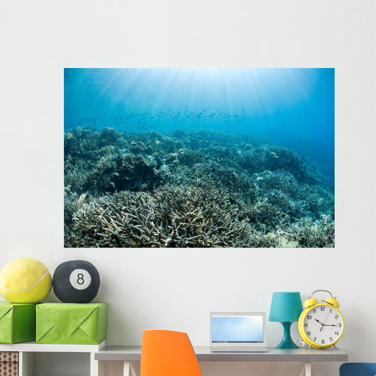 Hard Coral Reef with Wall Decal Design 3