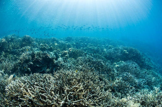 Hard Coral Reef with Wall Decal Design 3