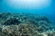 Hard Coral Reef with Wall Decal Design 3