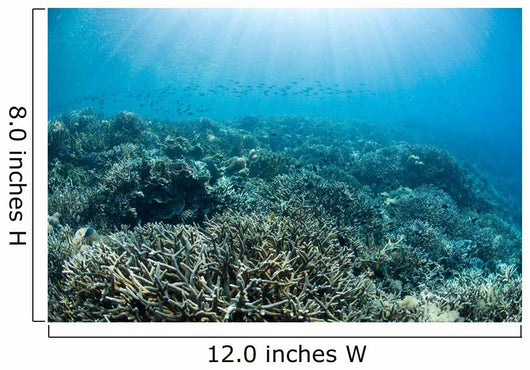 Hard Coral Reef with Wall Decal Design 3