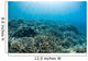Hard Coral Reef with Wall Decal Design 3