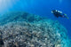 Diver Inspects Hard Coral Wall Decal