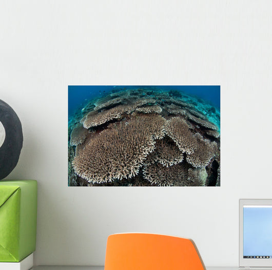 Hard Coral Reef with Wall Decal Design 2