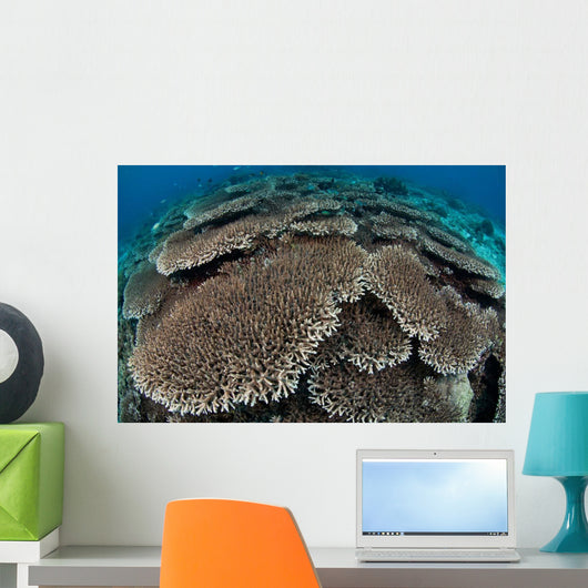 Hard Coral Reef with Wall Decal Design 2