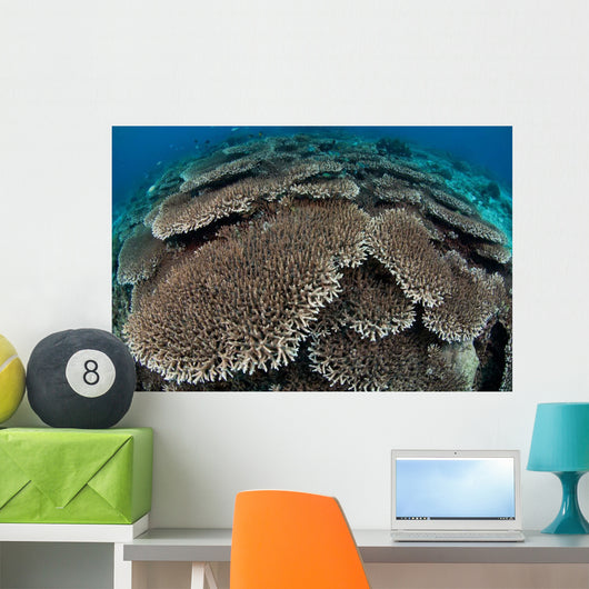 Hard Coral Reef with Wall Decal Design 2