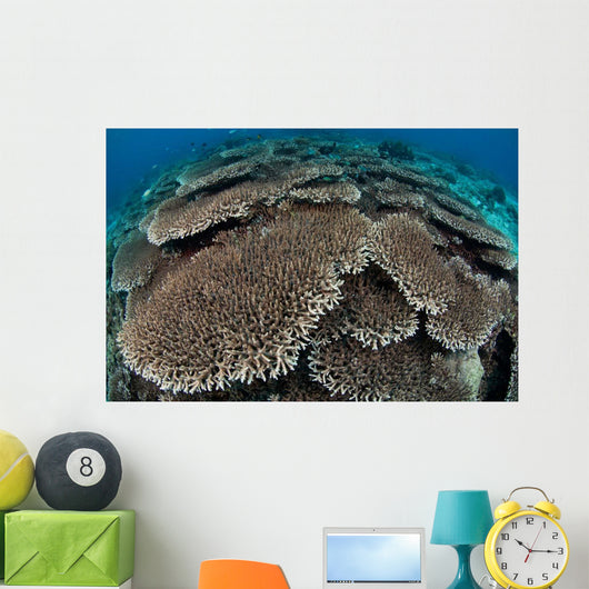 Hard Coral Reef with Wall Decal Design 2