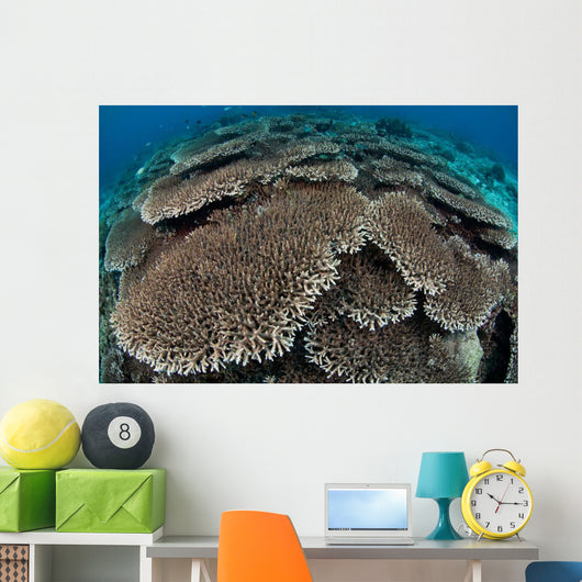 Hard Coral Reef with Wall Decal Design 2