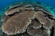Hard Coral Reef with Wall Decal Design 2