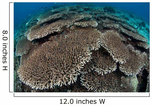 Hard Coral Reef with Wall Decal Design 2