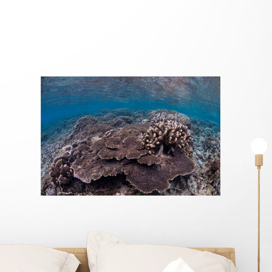 Hard Coral Reef with Wall Decal Design 1