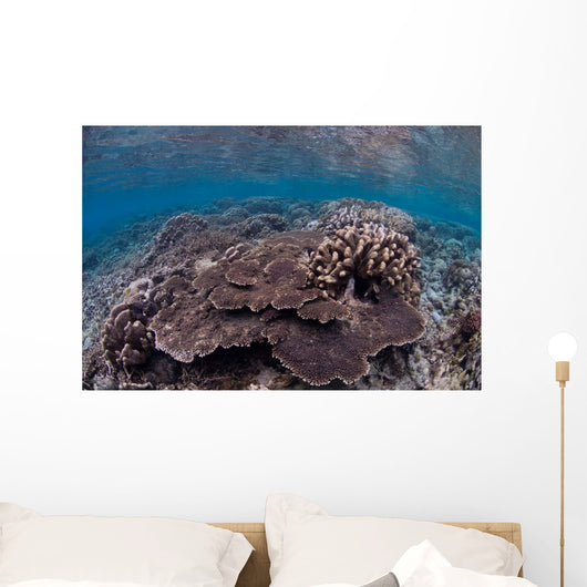 Hard Coral Reef with Wall Decal Design 1