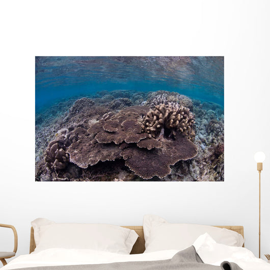 Hard Coral Reef with Wall Decal Design 1