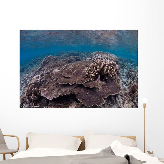 Hard Coral Reef with Wall Decal Design 1