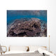 Hard Coral Reef with Wall Decal Design 1