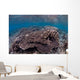 Hard Coral Reef with Wall Decal Design 1
