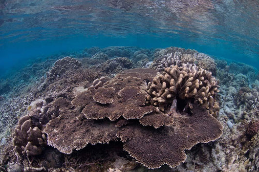 Hard Coral Reef with Wall Decal Design 1