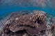 Hard Coral Reef with Wall Decal Design 1