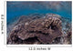 Hard Coral Reef with Wall Decal Design 1